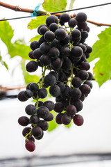 purple red grapes with green leaves on the vine