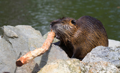Myocastor coypus, single mammal - Chewing on wood