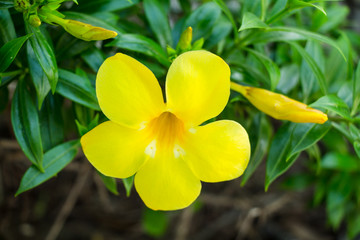 Allamanda, beautiful yellow flower