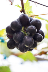 bunch of red grapes on the vine with green leaves
