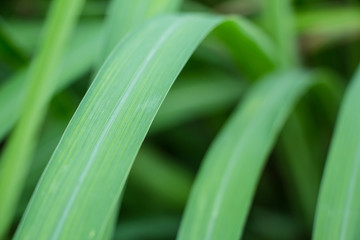 Lemongrass leaf background