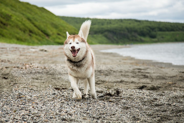 Image of funny Beige and white Siberian Husky dog running on the beach at seaside