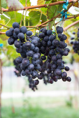 ripe grape in vineyard.