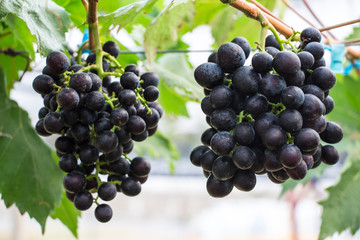 Grapes (BLACKOPOR) with green leaves on the vine