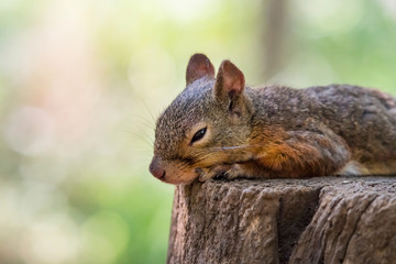 切り株の上に寝そべるリス