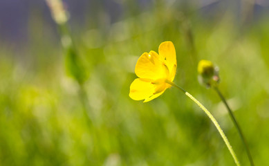 Prairie grass waterside - Selective focus on a yellow flower
