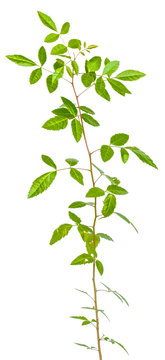 plant de schinus t&eacute;r&eacute;binthifolius, faux-poivrier, fond blanc 