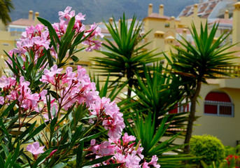 Blooming oleander(Oleander Nerium) with beautiful pink flowers in the garden of Tenerife,Canary...