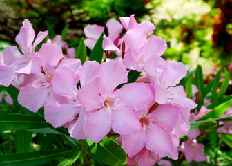 Obraz premium Blooming oleander(Oleander Nerium) with beautiful pink flowers close up.Selective focus.