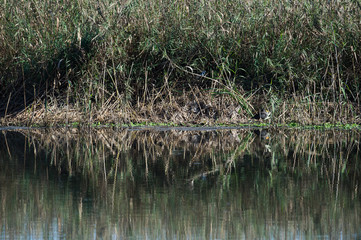 reeds in the lake with mirror image
