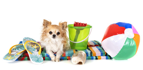 dog in holidays