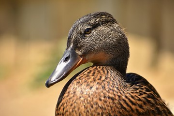 Beautiful wild ducks at the pond. Wildlife on a sunny summer day. Young water bird.