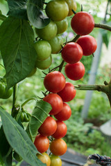 Closeup of growth branch of cherry tomatoes. ecology harvest.