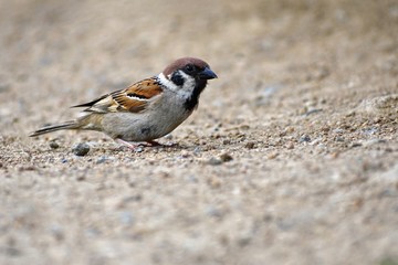 Beautiful little bird wild in nature (Passer montanus)