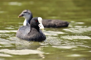 A beautiful black wild duck floating on the surface of a pond (Fulica atra, Fulica previous)