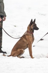 Portrait of a tervuren dog living in belgium