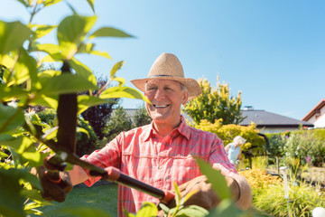 Portrait of a cheerful active senior man using a hedge shear while trimming shrubs in the garden in a sunny day of summer 