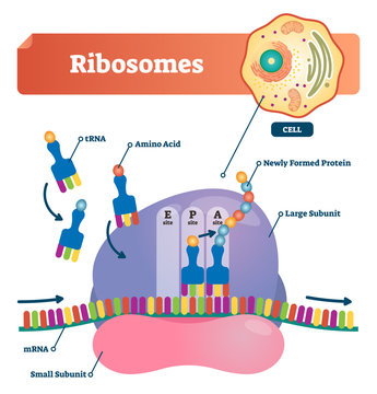 Ribosomes vector illustration. Anatomical and medical labeled scheme with tRNA, Amino acid, protein, cell, small and large subunit, mRNA. Explained closeup diagram.
