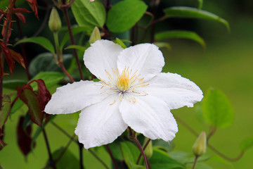 summer riot of flowers