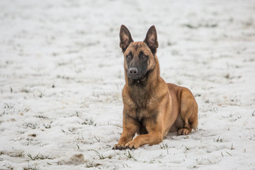 Portrait of a tervuren dog living in belgium