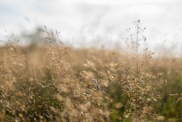 Grass