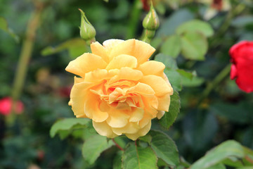 summer riot of flowers