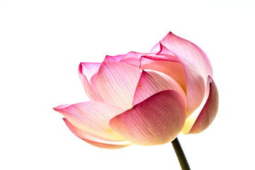 Pink lotus flower beautiful lotus.