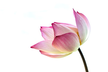Lotus flower is a important symbol in Asian culture. - obrazy, fototapety, plakaty