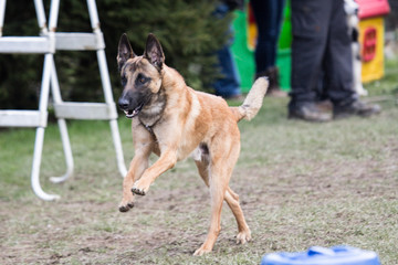 Portrait of a tervuren dog living in belgium