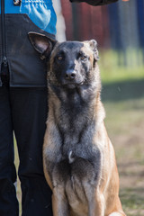 Portrait of a tervuren dog living in belgium