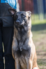 Portrait of a tervuren dog living in belgium