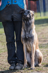 Portrait of a tervuren dog living in belgium