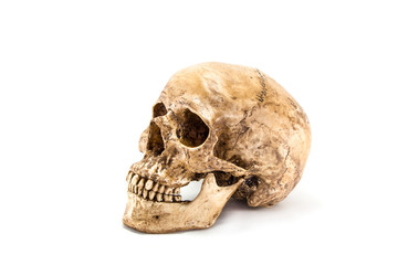 Side view of human skull