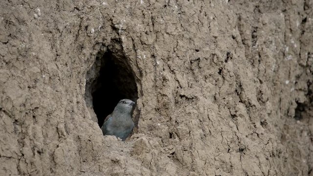 The European Roller bird chick prepares to fly out of the hole-nest