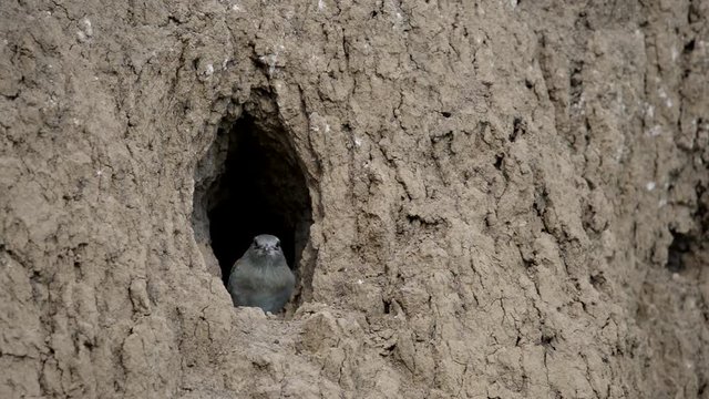 The European Roller bird chick prepares to fly out of the hole-nest