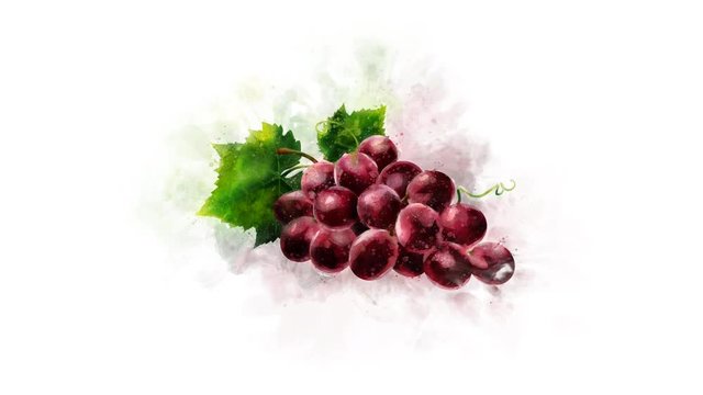 Animated appearance of watercolor Grape on the alpha channel