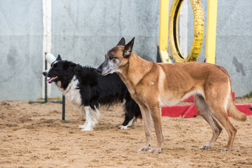 Portrait of a tervuren dog living in belgium