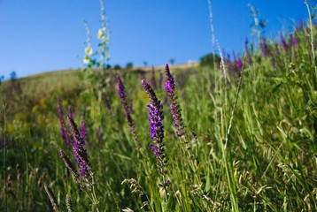 small lilac flowers grow in a green meadow