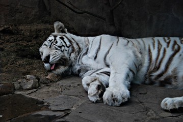 Bengal tiger, white tiger, big cat, tiger sleeping, cat