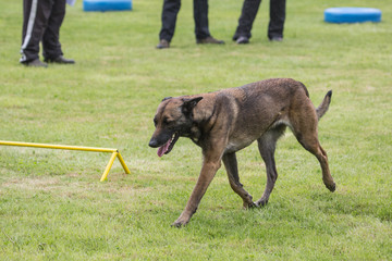 Portrait of a tervuren dog living in belgium