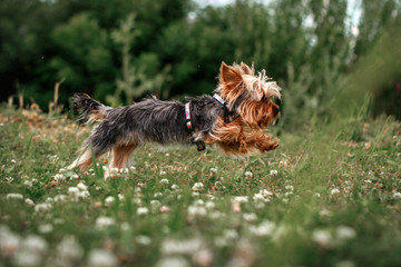 cheerful yorkshire terrier runs through a green meadow