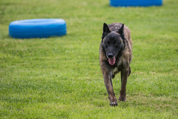 Portrait of a tervuren dog living in belgium