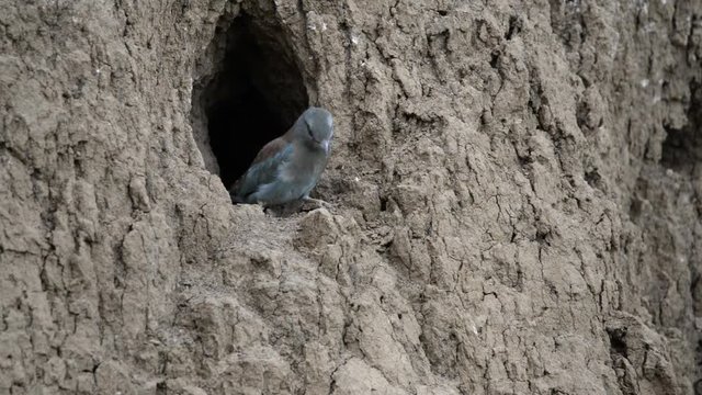 The European Roller bird chick prepares to fly out of the hole-nest