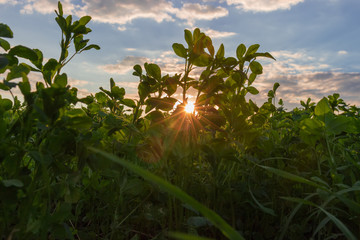 Young alfalfa on a field at sunset