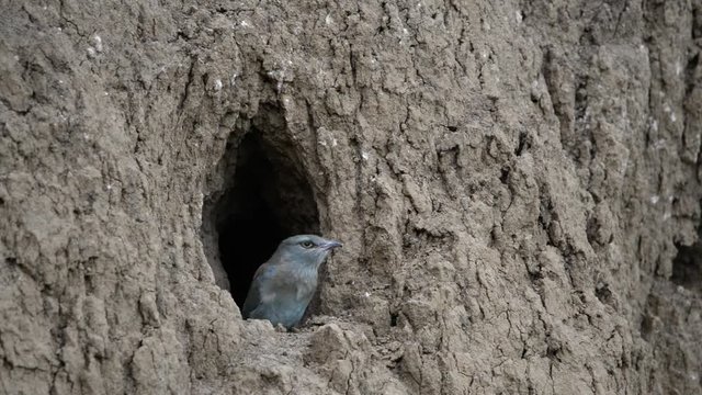 The European Roller bird chick prepares to fly out of the hole-nest