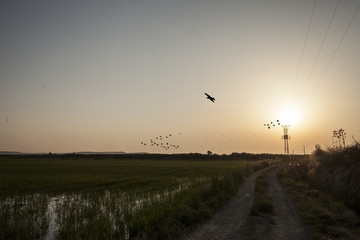Empty road / Sunset capture
