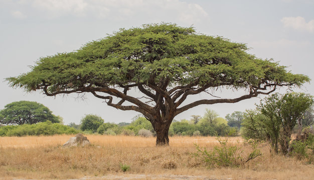 Akazienbaum in der Savanne Simbabwe, Südafrika