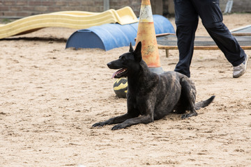 Portrait of a tervuren dog living in belgium