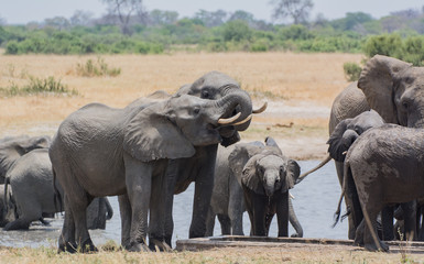 Elefanten in der Savanne vom in Simbabwe, Südafrika 