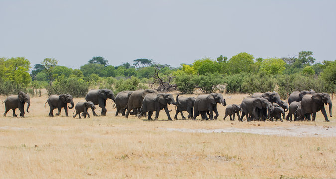 Elefanten in der Savanne vom in Simbabwe, S&uuml;dafrika 